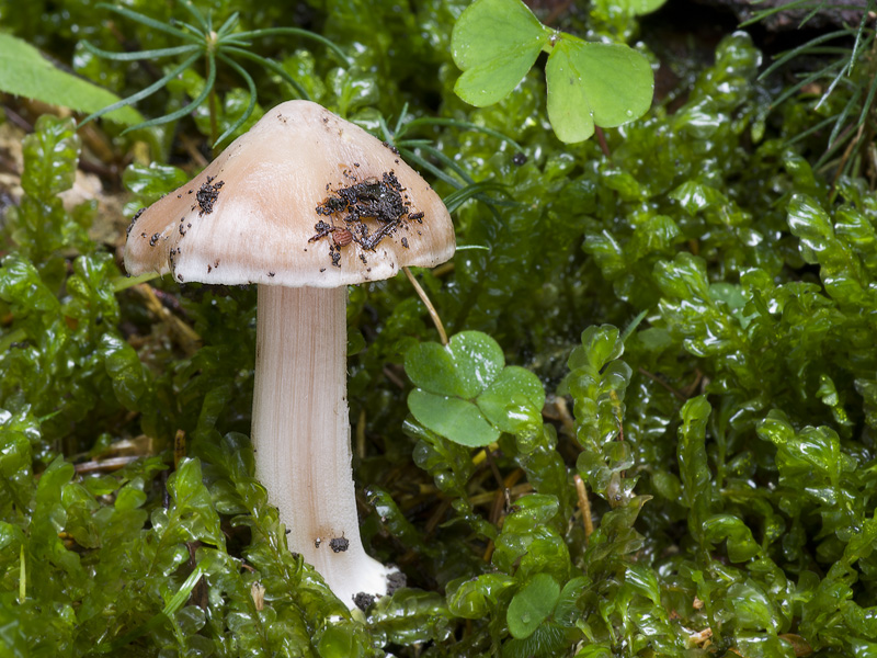 Inocybe grammata